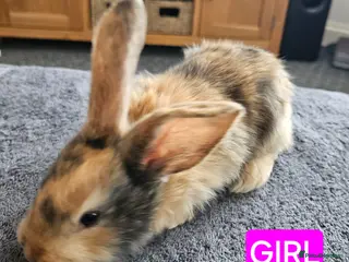 Continental Giant rabbits Continental giant babies x 8 gorgeous and chunky - Advert 6