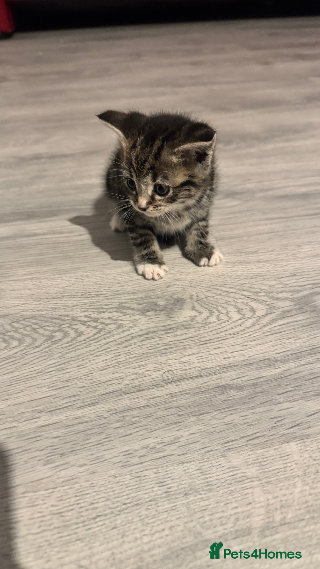 Domestic Shorthair cats for sale: 6 beautiful mixed breed kittens - Advert 6