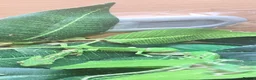 Chameleon reptiles for sale: CHAMELEONS 2 FEMALES LEFT - Advert 3