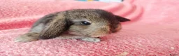 Mini Lop rabbits for sale: Baby mini lops for sale  - Advert 3