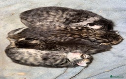 Persian cats for stud: Introducing super stud Snowball  in Leicester - Image 7