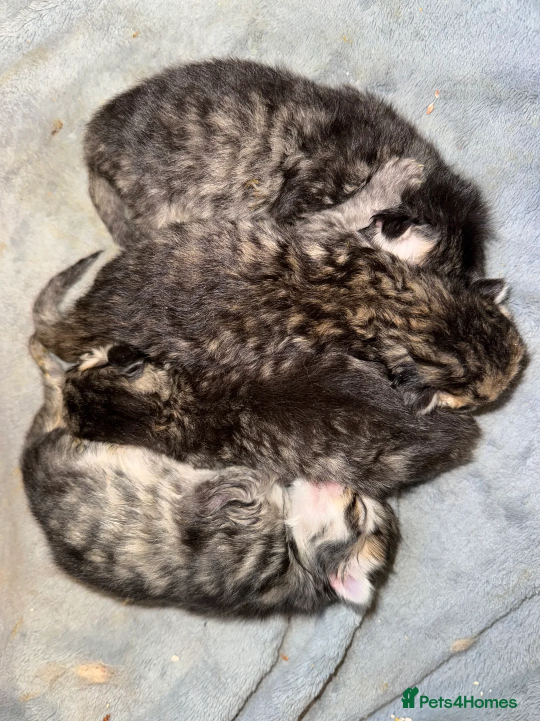 Persian cats for stud: Introducing super stud Snowball  in Leicester - Advert 7