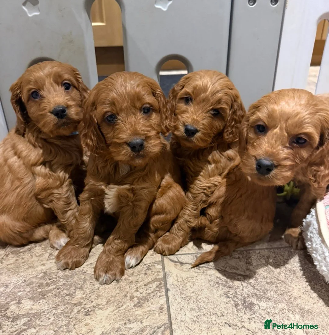 Cocker Spaniel dogs for sale: Cocker Spaniel Puppies - Advert 1