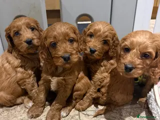 Cocker Spaniel dogs Cocker Spaniel Puppies - Advert 6