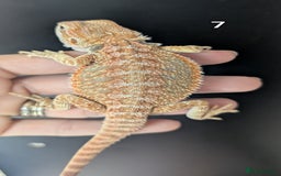Bearded Dragon reptiles for sale: Bearded dragons male. Last few left - Image 12