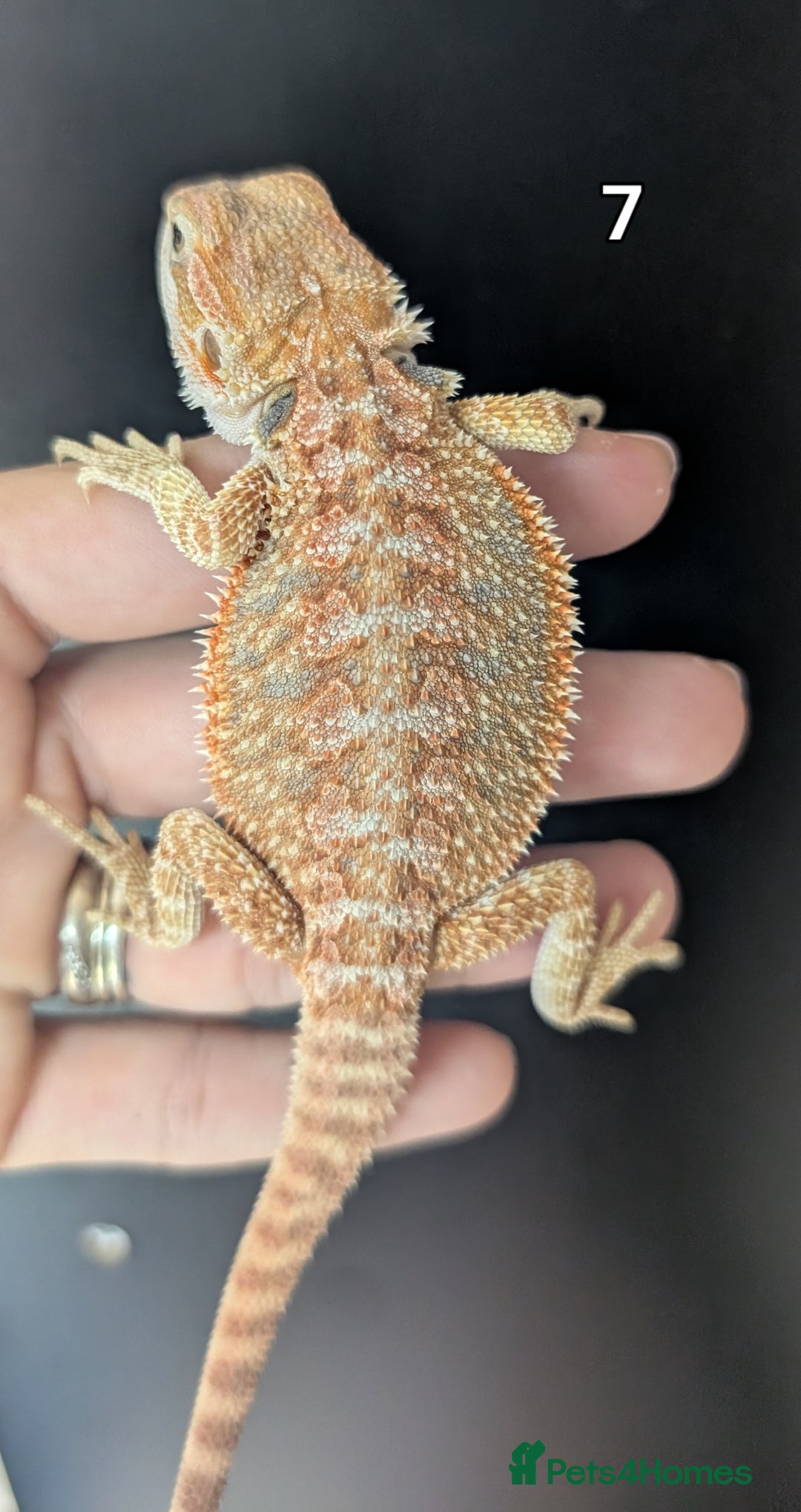Bearded Dragon reptiles for sale: Bearded dragons male. Last few left - Image 12