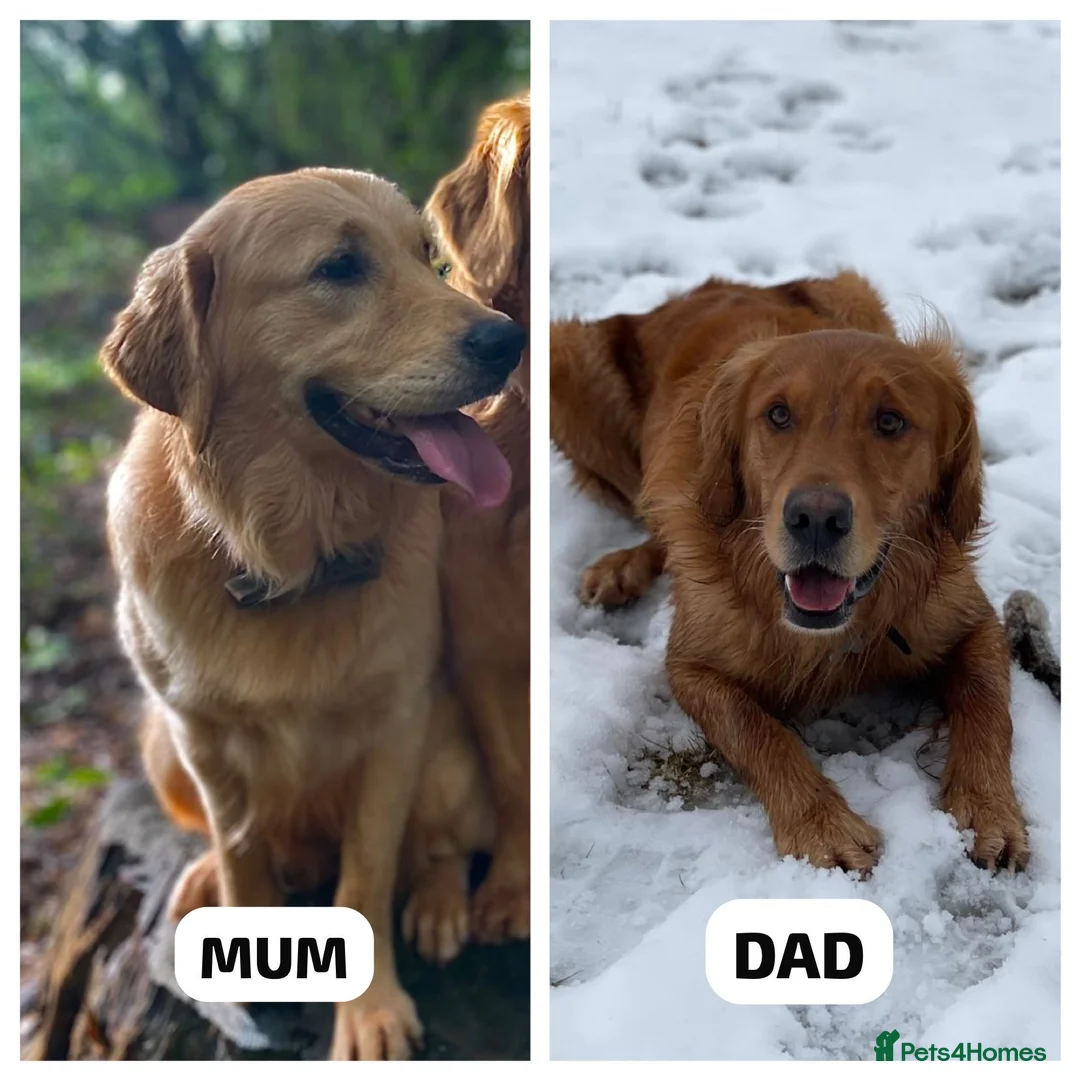 Golden Retriever dogs for sale: Beautiful KC Reg Golden Retrievers - Advert 6