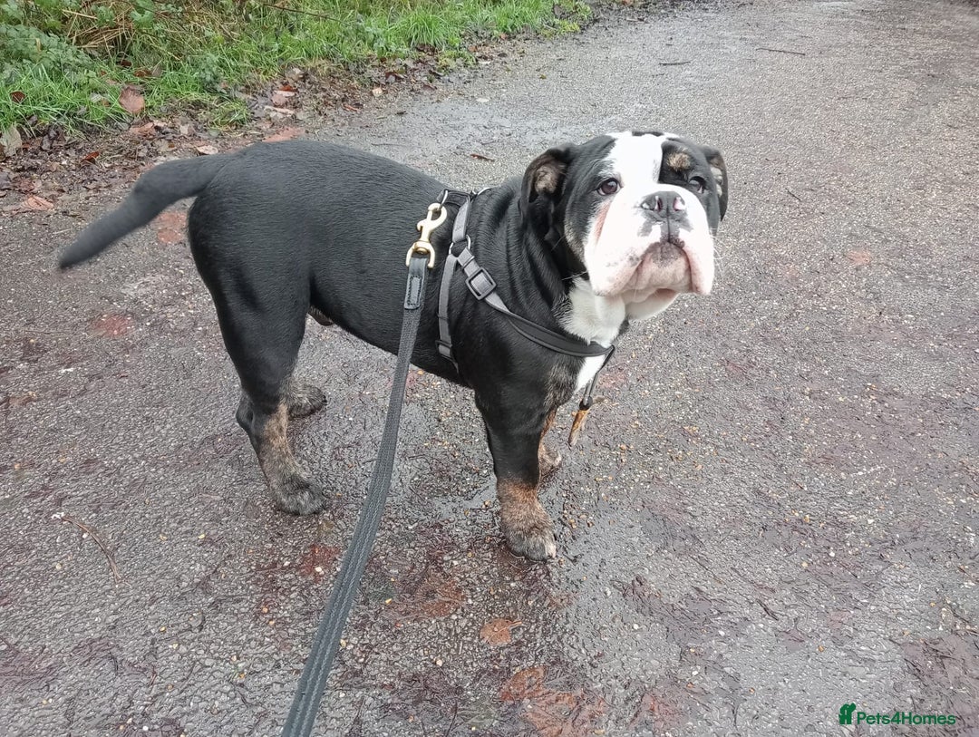 Olde English Bulldogge dogs for stud: Olde English Bulldogge (Black, white and brindle) - Image 18