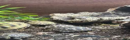 Tortoise reptiles for sale: Baby Horsfield Tortoises for sale - Advert 8