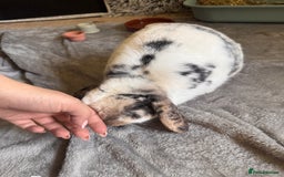 English Lop rabbits for sale: Barney  - Image 8