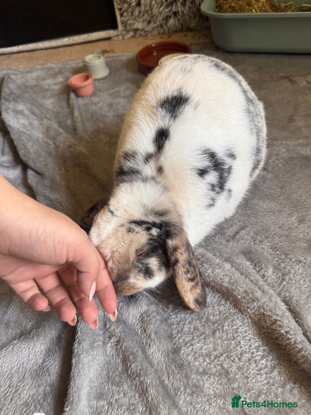 English Lop rabbits for sale: Barney  - Image 8