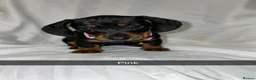Miniature Dachshund dogs for sale: 6 smooth haired miniature dachshunds! - Advert 1