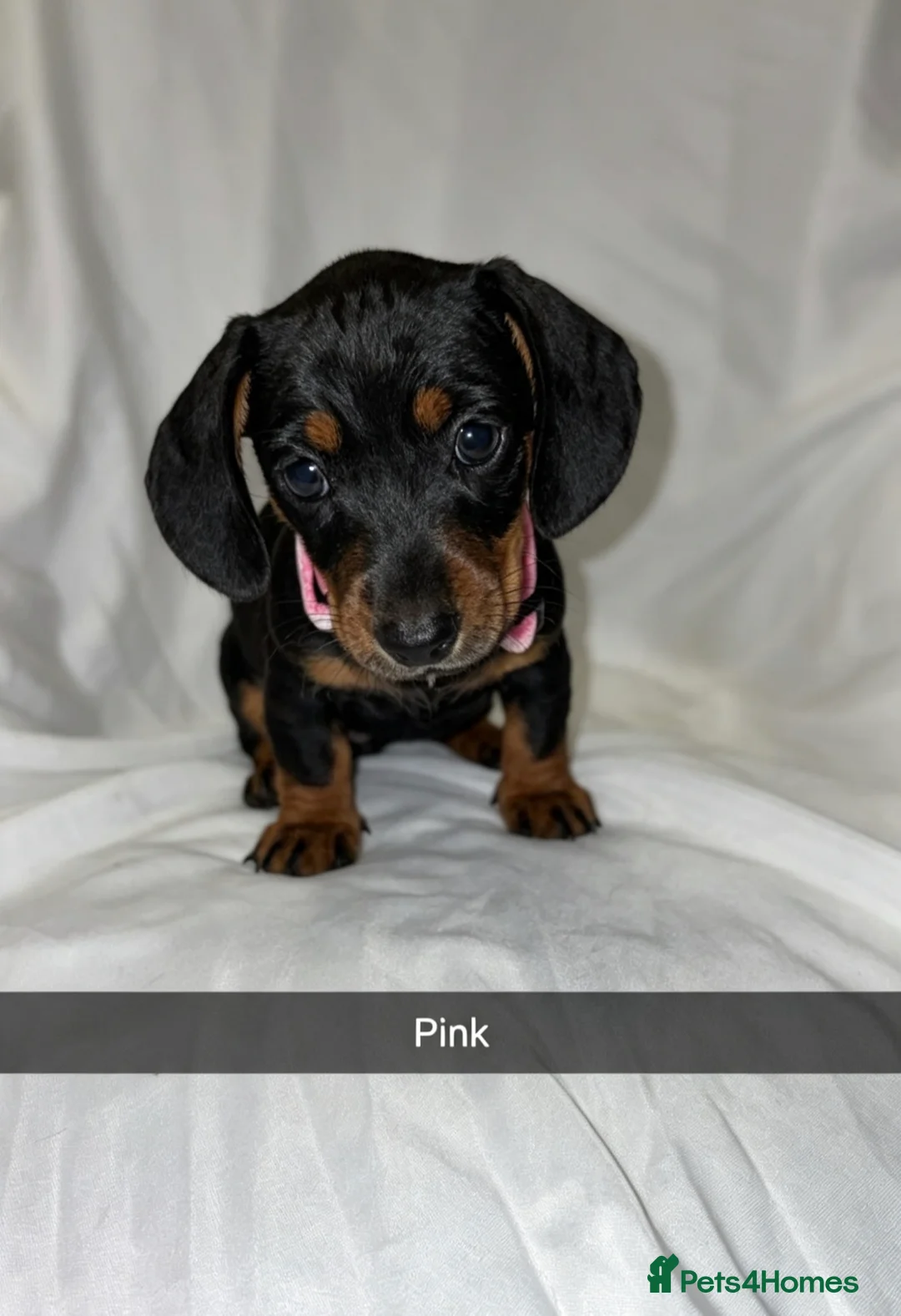 Miniature Dachshund dogs for sale: 6 smooth haired miniature dachshunds! - Advert 1
