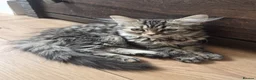 Siberian cats for sale: 7 hypoallergenic Siberian kittens  in London - Advert 18
