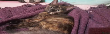 Tortoiseshell 
