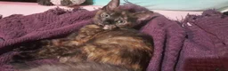 Mixed Breed cats for sale: 1 Ghost Tabby, 1 Tortoiseshell and 1 Black kittens in Cranbrook - Advert 32