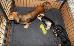 Miniature Dachshund dogs for sale: Black cream and black tan  - Image 8