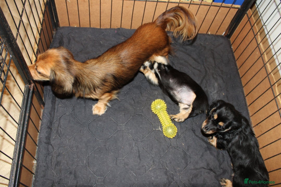 Miniature Dachshund dogs for sale: Black cream and black tan  - Image 8