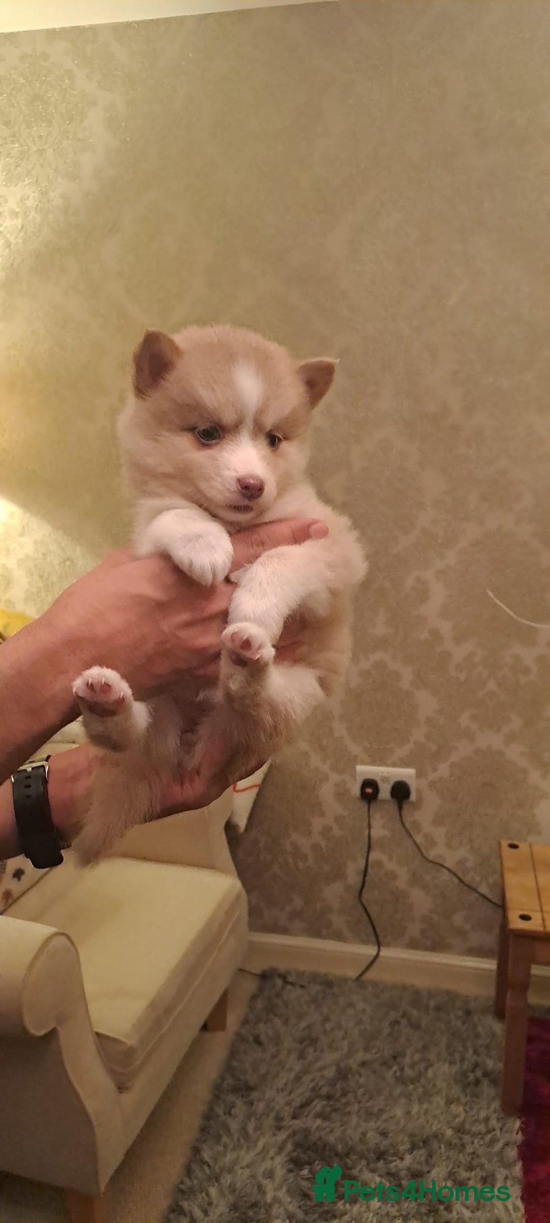 Pomsky dogs for sale: 3 Boys leftStunning Blue eyed F4 Pomsky pups - Advert 29