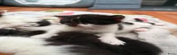 Mixed Breed cats for sale: Mixed Maine Coon kittens  - Advert 22