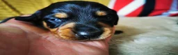 Miniature Dachshund dogs for sale: KC Stunning litter of girls 💗 - Advert 17