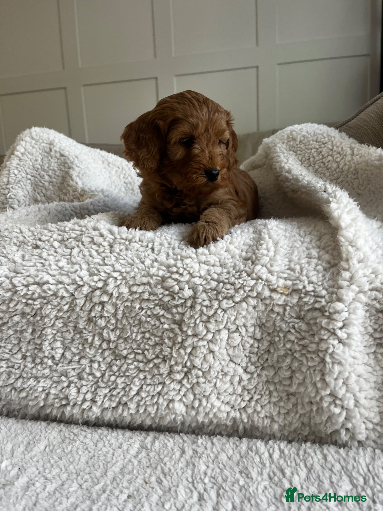Cockapoo dogs Miniature f1b Cockapoo DNA clear 🐶  - Advert 2