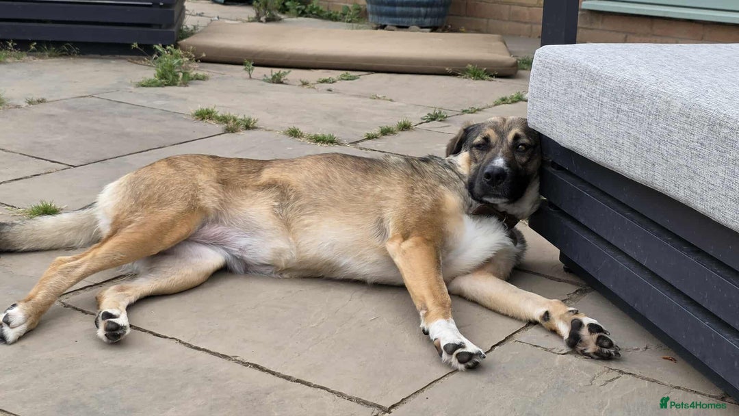 Mixed Breed dogs for adoption: WILLA - A Truly Special Doggy - Image 7