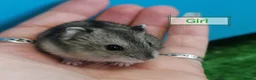 Hamster rodents for sale: Baby Winter white dwarf hamsters  - Advert 7