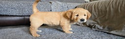 Golden Retriever dogs for sale: Fully health tested golden retriever puppys - Advert 16