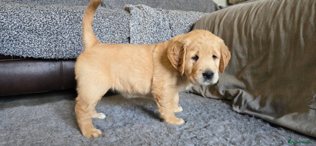 Golden Retriever dogs for sale: Fully health tested golden retriever puppys - Advert 16