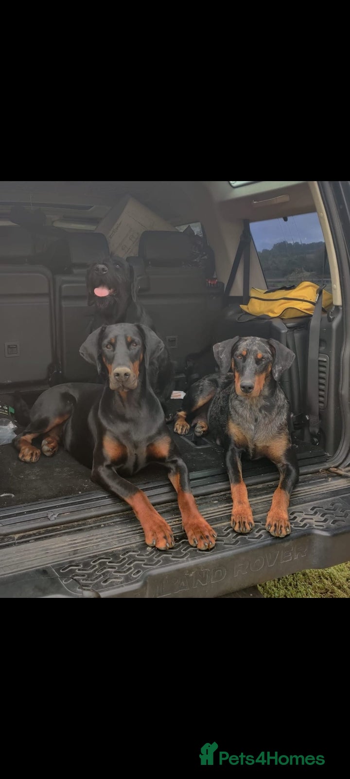 Mixed Breed dogs Champ KC registered Doberman & Beaceron puppies. - Advert 3
