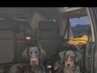Mixed Breed dogs Champ KC registered Doberman & Beaceron puppies. - Advert 3