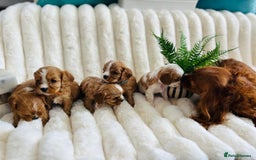 Cavalier King Charles Spaniel dogs for sale: Fully Health tested Cavalier King Charles Puppies  - Image 7