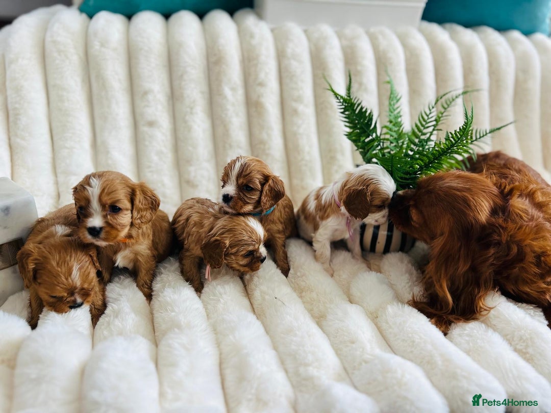 Cavalier King Charles Spaniel dogs for sale: Fully Health tested Cavalier King Charles Puppies  - Image 7