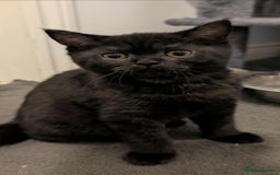 British Shorthair cats for sale:  Ready now. British shorthair kittens  - Image 1