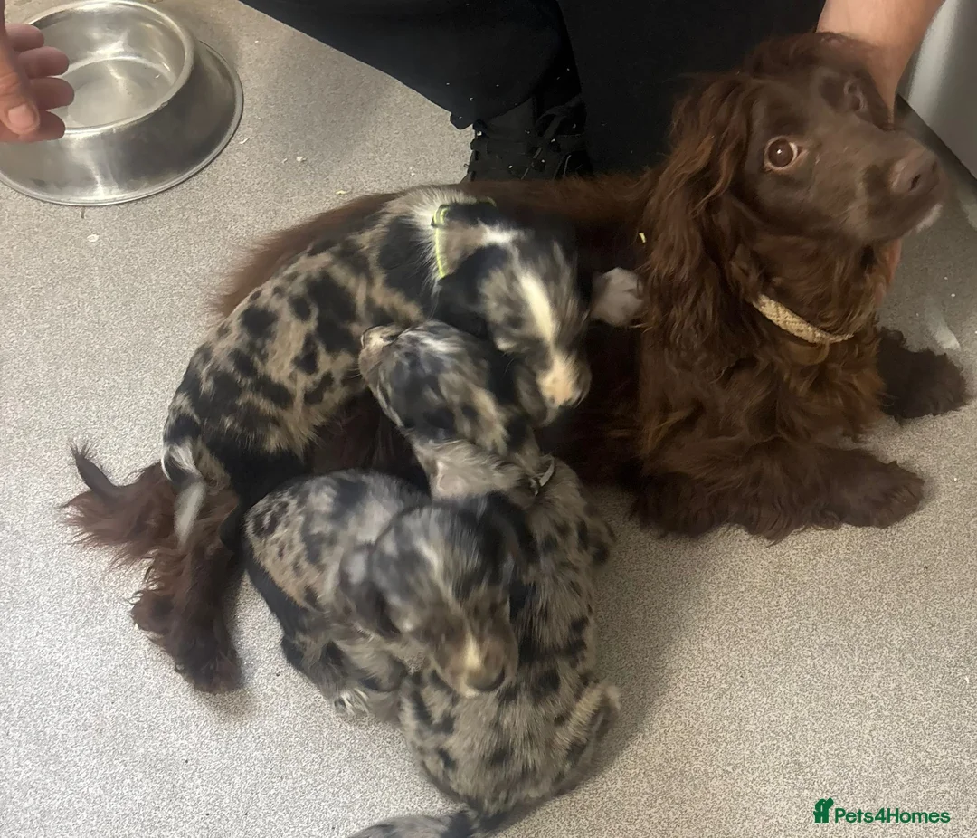 Cocker Spaniel dogs for sale: Tri merle cocker spaniel  in Slough - Advert 5