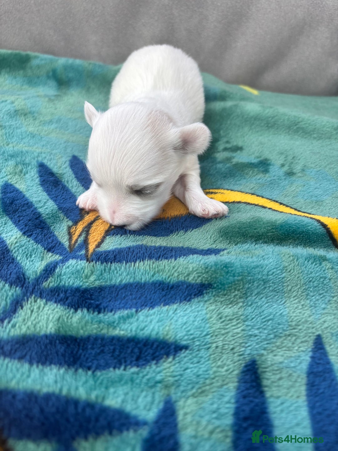 Maltese dogs for sale: Beautiful Maltese puppies for sale - Image 3