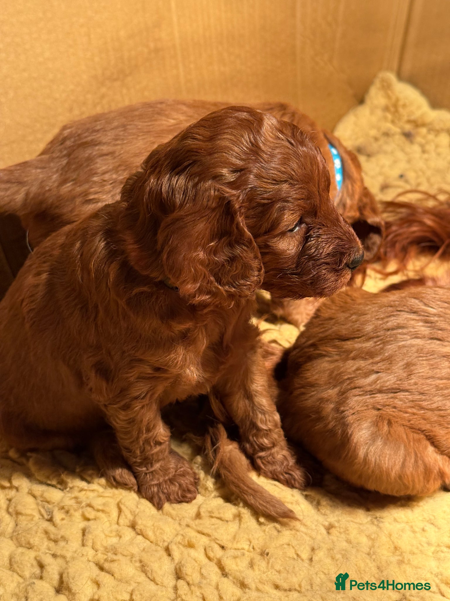 Irish Doodle dogs Stunning medium Irish doodles  - Advert 4