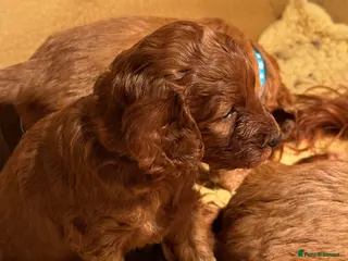 Irish Doodle dogs Stunning medium Irish doodles - Advert 4