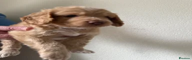 Cockapoo 4