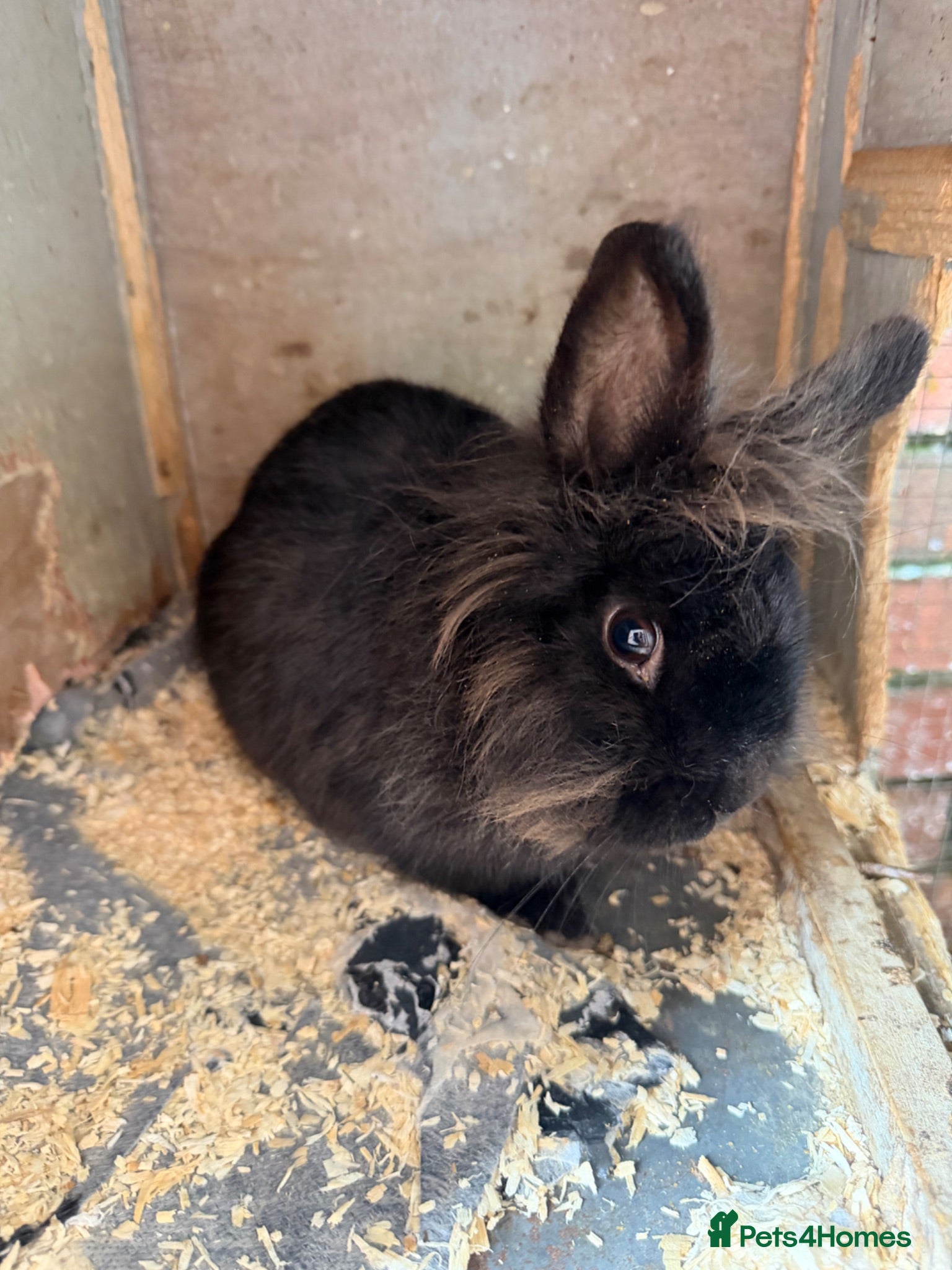 Lionhead rabbits lionhead baby rabbit with cage - Advert 1