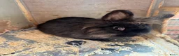 Lionhead rabbits for sale: lionhead baby rabbit with cage - Advert 1