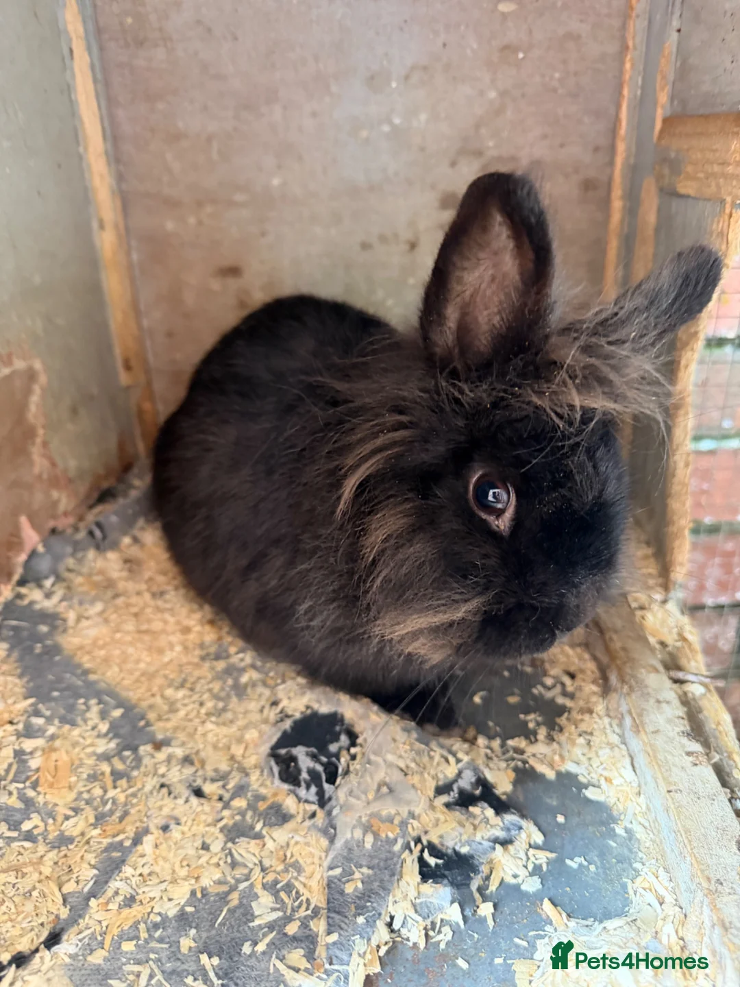 Lionhead rabbits for sale: lionhead baby rabbit with cage - Advert 1