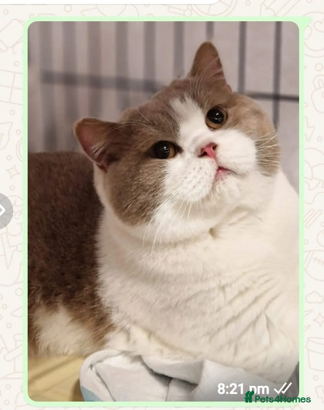 British Shorthair cats for stud: Fawn bi colour British Shorthair  - Advert 1