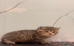 British Shorthair cats for sale: Cute British Short Haired Baby Kittens 🐈‍⬛  - Advert 4