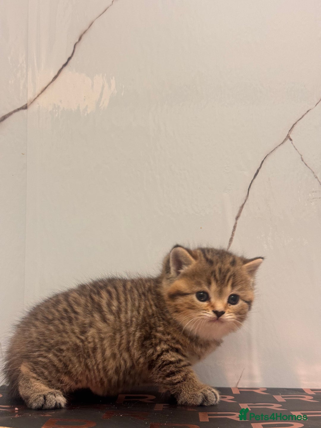 British Shorthair cats for sale: Cute British Short Haired Baby Kittens 🐈‍⬛  - Advert 4