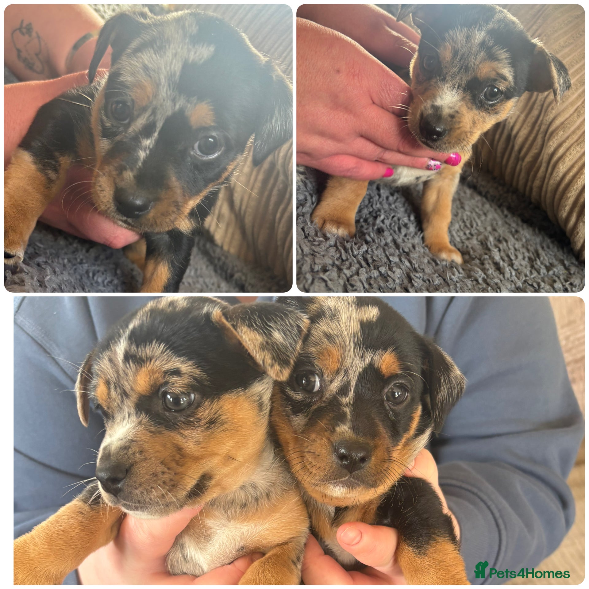 Jack Russell dogs 2 Blue Mearl bitches for sale - Advert 1