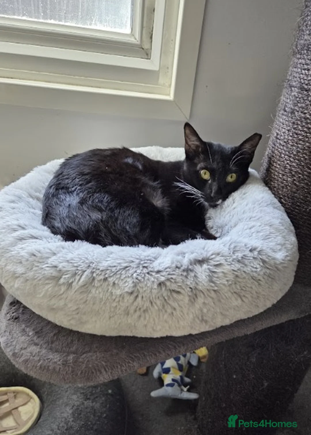 Mixed Breed cats for adoption: Male Cat for Adoption - Advert 7