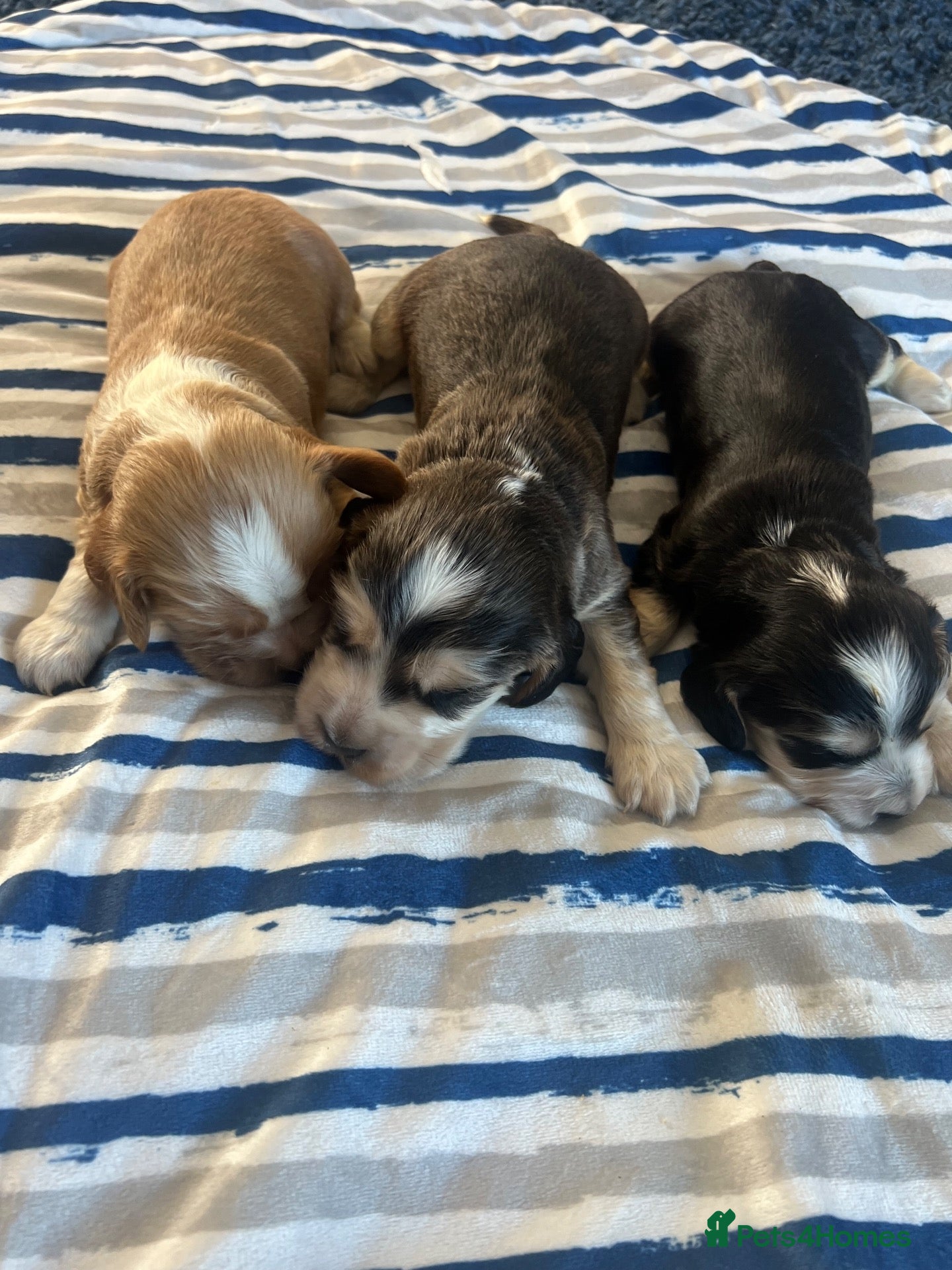 Cocker Spaniel dogs Show type KC reg health tested. Boys available  - Advert 1
