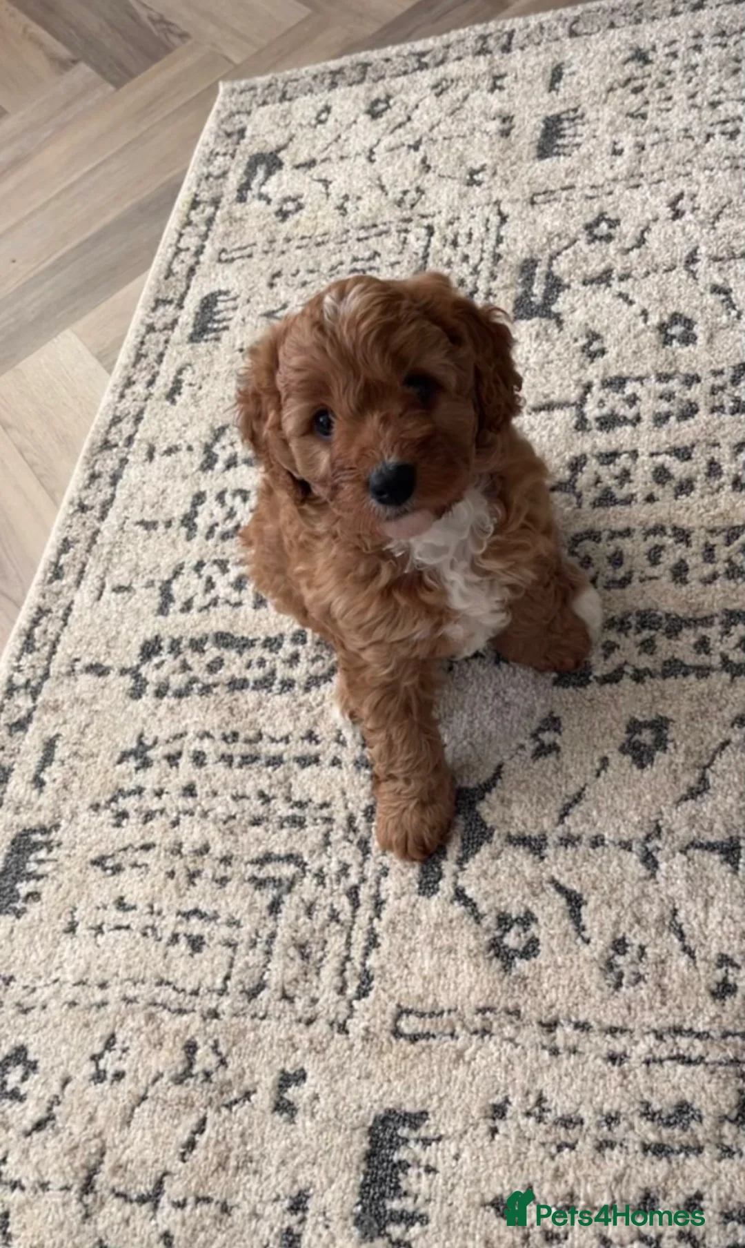 Cavapoo dogs for stud: Proven Toy Cavapoo Stud Extensively Health Checked in Preston - Advert 24